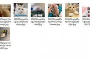 吃瓜群众视频猫咪表情包,吃瓜群众的萌态演绎